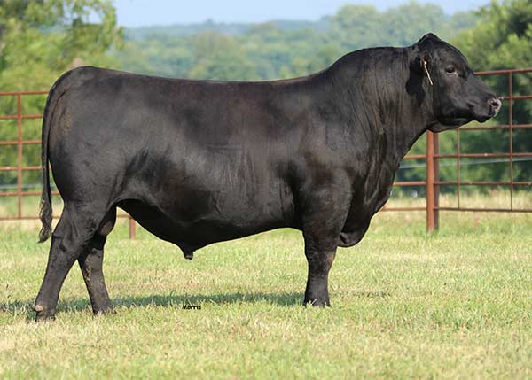 Worthington High Demand